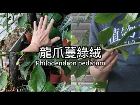 蔓綠絨風水|帝王蔓綠絨旺宅妙招